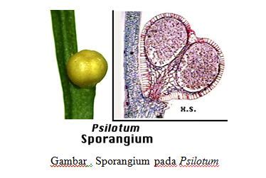 contoh psilophyta  Sebutkan ciri2 tumbuhan monokotil dan tumbuhan dikotil!Pada tumbuhan paku yang tergolong primitif, sporofil yang mengandung sporangia tersusun dalam suatu organ berbentuk kerucut di ujung batang yang disebut